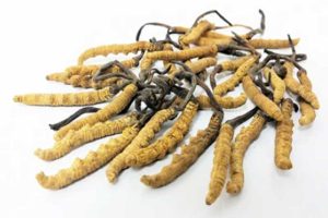 Hepidiaceae-plant-Cordyceps-sinensis