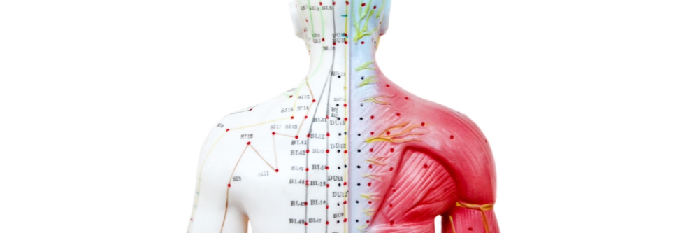 Acupuncture vs. Traditional Chinese Medicine (TCM)
