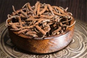 tcm-cordyceps